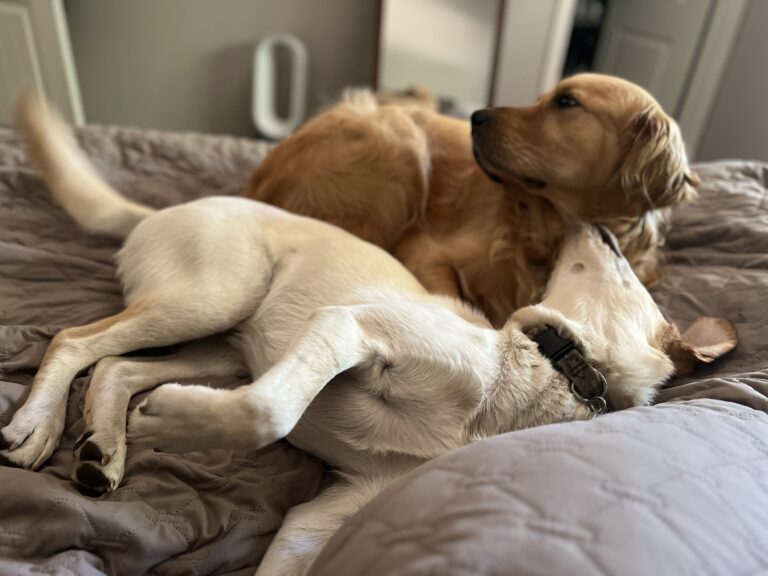 Two dogs relax on a quilted bedspread; golden retriever and a white dog with brown collar.