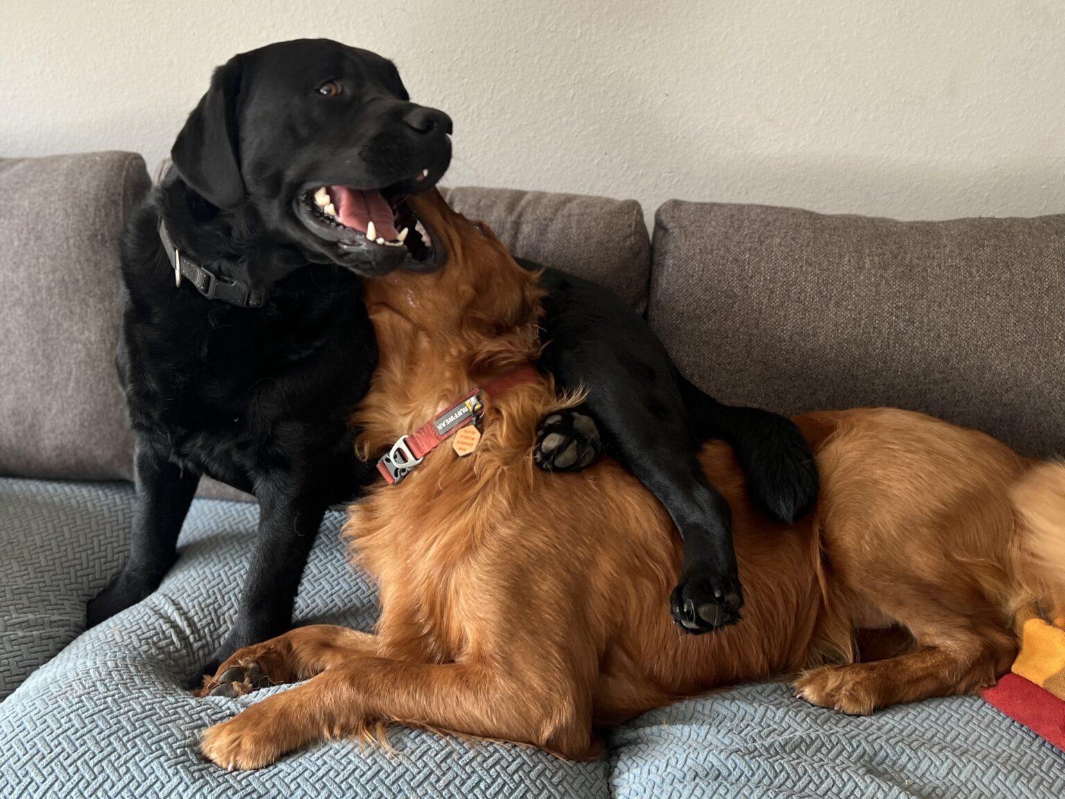 Two dogs playing on a couch.